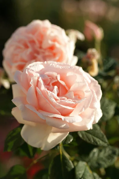 Hermosas Rosas Rosadas Flor Sobre Fondo Jardín — Foto de Stock