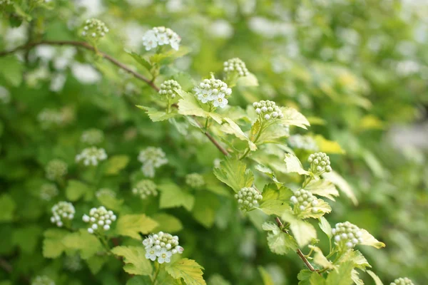 Groene Struiken Met Witte Bloemen Tuin Achtergrond — Stockfoto
