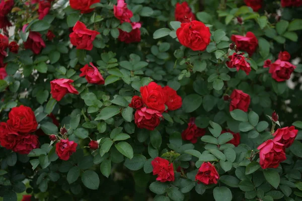 Rote Erstaunliche Üppige Rosen Auf Büschen Hof Hintergrund — Stockfoto