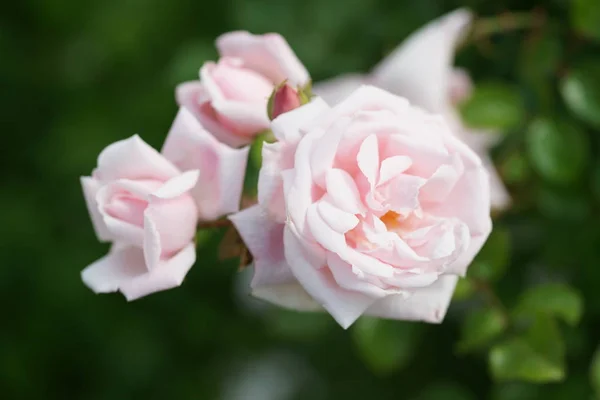 Geweldig Bloeiende Roze Rozen Tuin Achtergrond — Stockfoto