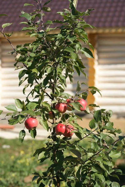 Ripe Apples Tree — Stock Photo, Image