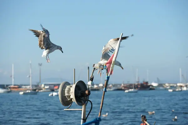 Gaivotas Barcos Pesca Costa — Fotografia de Stock