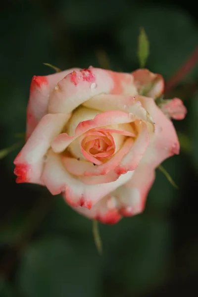 Schöne Üppige Rosen Auf Sträuchern Garten Hintergrund — Stockfoto