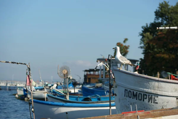 Seagull Fishing Boats Shore — Stock Photo, Image