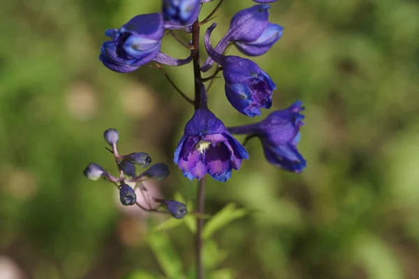 Paars Bloeiende Bloemen Tuin Achtergrond — Stockfoto