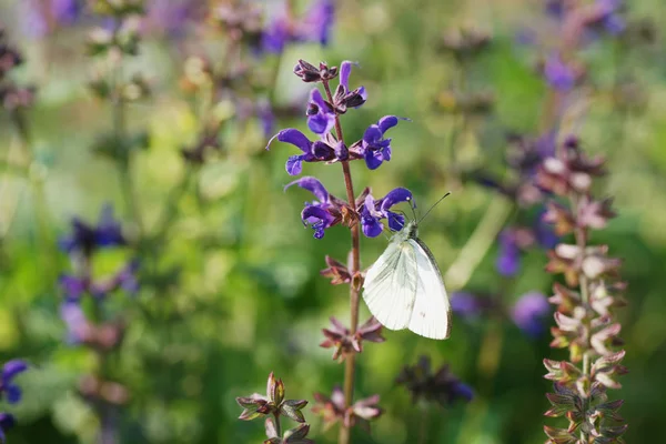 Motýl Sedí Kvetoucí Purpurové Šalvěj Zahradním Pozadí — Stock fotografie