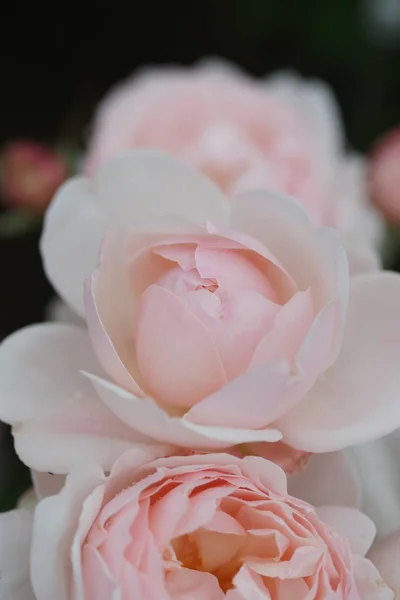 绿灌木上美丽的粉红玫瑰的近景 — 图库照片