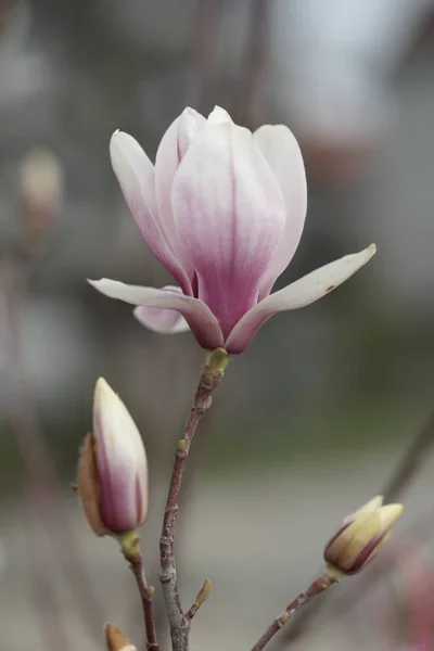 Białe Różowe Kwiaty Magnolii Gałęziach Tle Parku — Zdjęcie stockowe