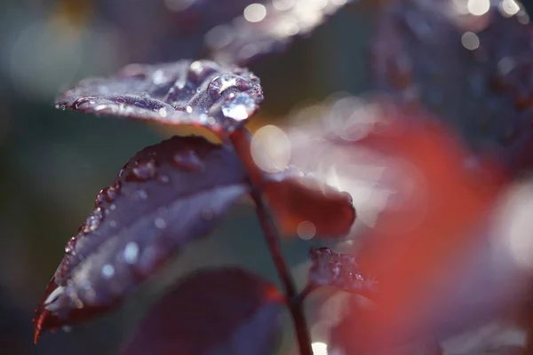 Gotas Água Brotos Vermelhos Jovens Subiu Fundo Jardim — Fotografia de Stock