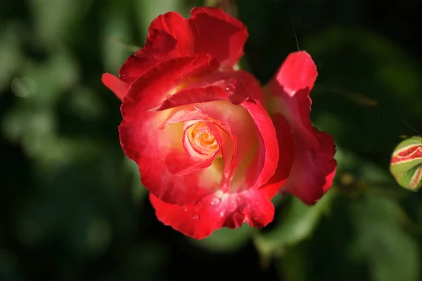Close Beautiful Lush Roses Yard Background — Stock Photo, Image