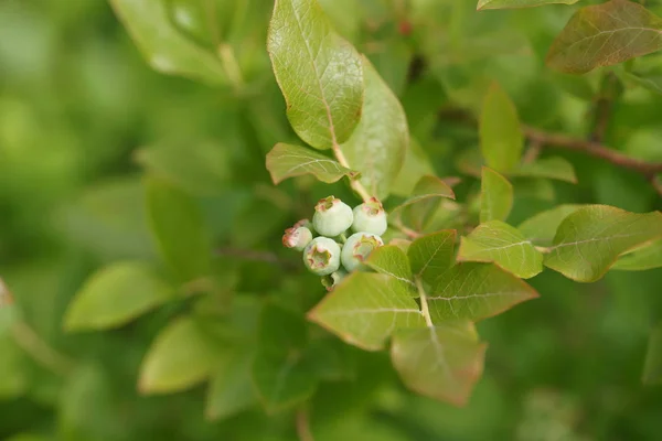 Unripe Blueberries Bush — Stock Photo, Image