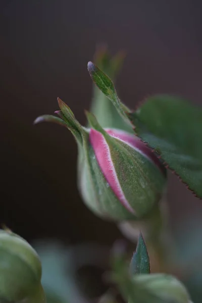 Nahaufnahme Der Knospen Rosa Rosen Auf Grünen Zweigen — Stockfoto