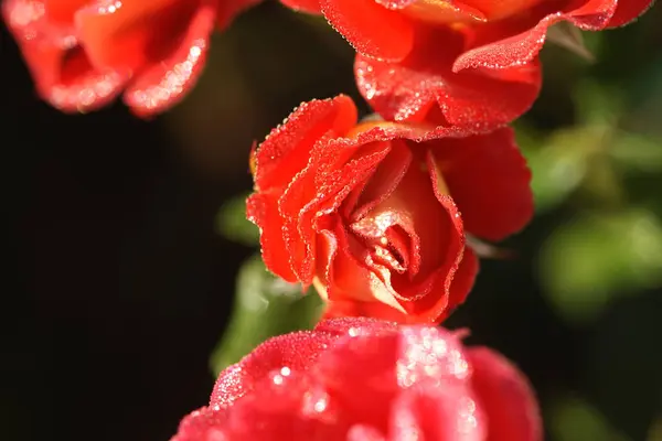 Rote Und Schöne Blühende Rosen Auf Dem Hof Hintergrund — Stockfoto