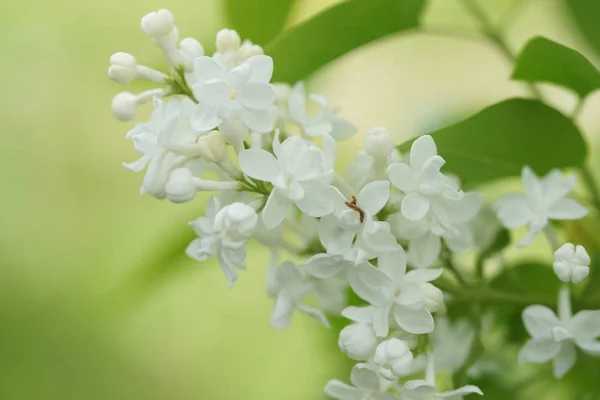 Close Flowering Acacia Trees Branches White Flowers Garden — Stock Photo, Image