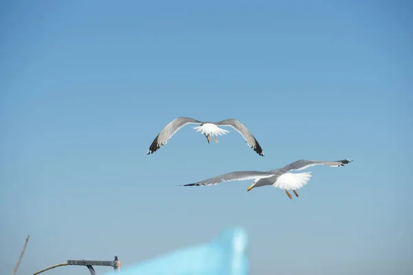 Seagulls Fishing Boats Shore — Stock Photo, Image