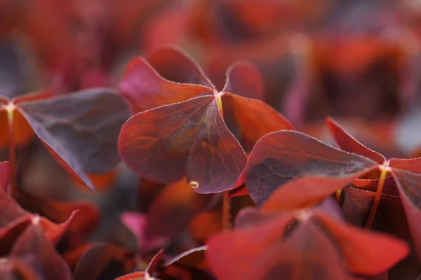 Фиолетовые Листья Кустах Фоне Сада — стоковое фото