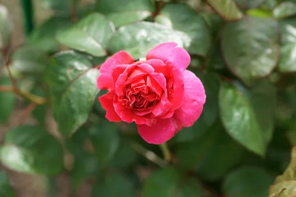 Primer Plano Hermosa Rosa Exuberante Los Arbustos Fondo Del Patio —  Fotos de Stock