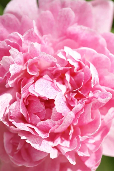 庭のピンクの花のペンを閉じて — ストック写真