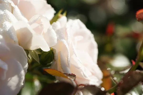 Bellissime Rose Lussureggianti Cespugli Sullo Sfondo Del Giardino — Foto Stock