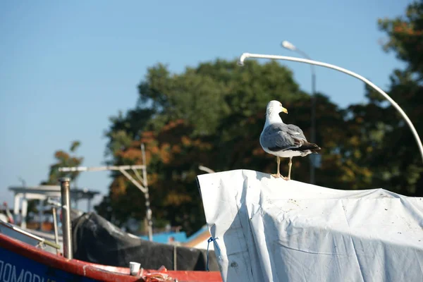 Les Goélands Sur Les Bateaux Pêche Sur Rivage — Photo