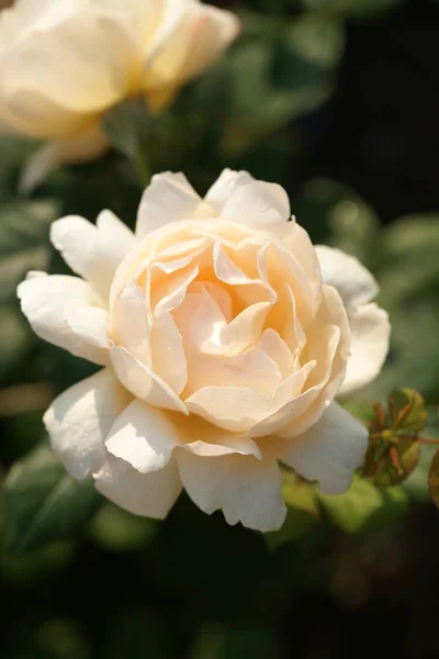 Hermosas Rosas Exuberantes Los Arbustos Fondo Del Jardín — Foto de Stock