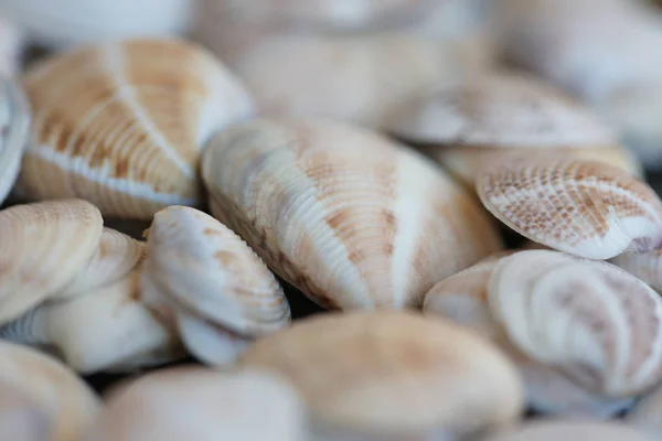 Macro Vue Des Coquillages Colorés Bio Plage — Photo