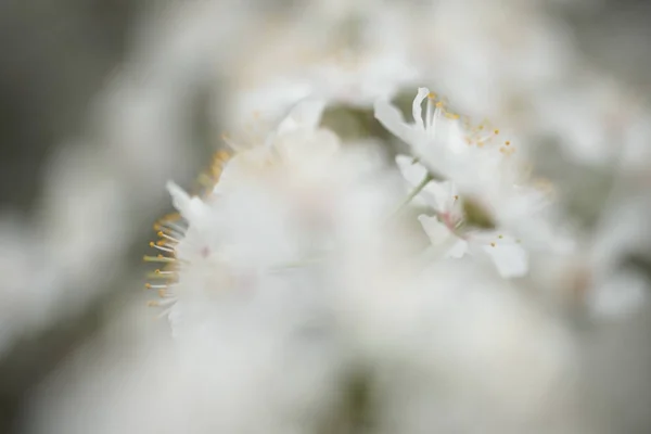 Nahaufnahme Von Weißen Blüten Blühender Apfelbäume Äste Garten — Stockfoto