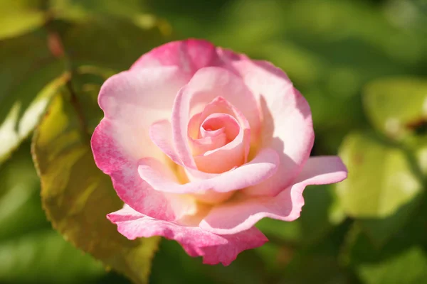 Γκρο Πλαν Από Όμορφα Καταπράσινα Τριαντάφυλλα Φόντο Αυλή — Φωτογραφία Αρχείου