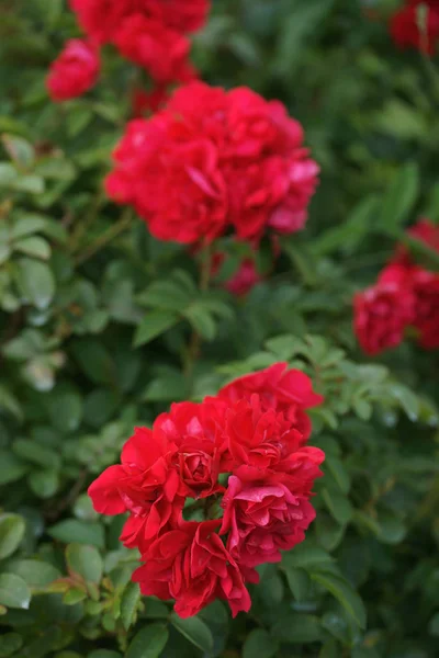 Arbustos Verdes Con Rosas Rojas Fondo Del Jardín — Foto de Stock