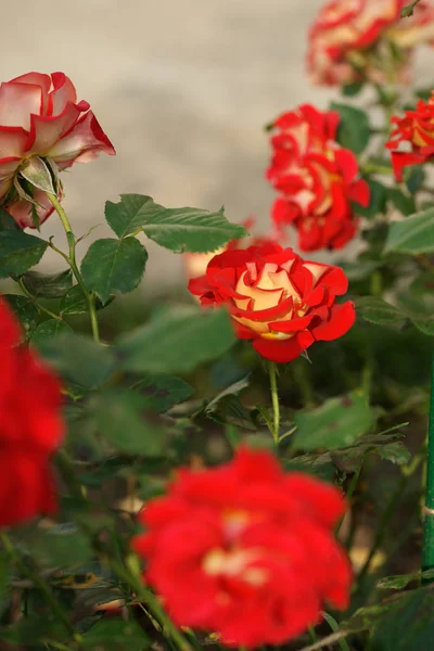 庭の茂みに赤い驚くほど緑豊かなバラ背景 — ストック写真