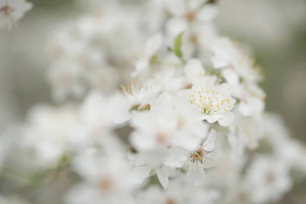 마당에 과일나무의 꽃들이 — 스톡 사진