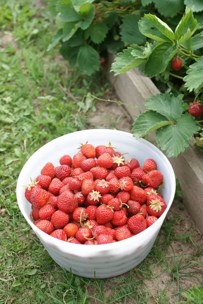 Tazón Blanco Con Fresas Rojas Arbustos Sobre Fondo Jardín — Foto de Stock