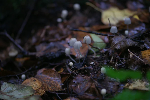 Cogumelo Grama Floresta — Fotografia de Stock