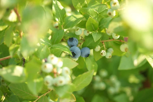 ripe blueberries on the bush