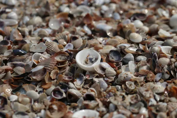 Background Seashells Beach Background — Stock Photo, Image