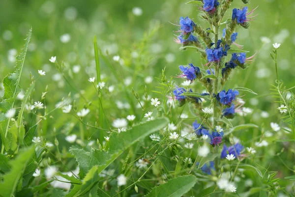 Vita Blommor Gräset Trädgården Bakgrund — Stockfoto