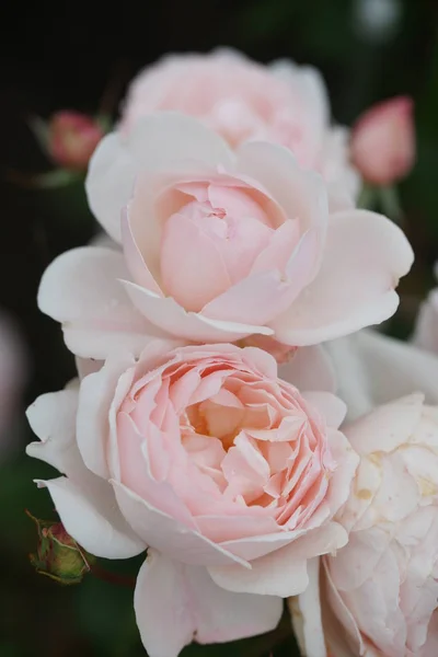 Vista Cerca Hermosas Rosas Rosadas Arbustos Verdes — Foto de Stock