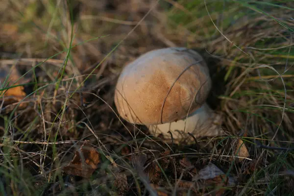 Little Brown Mushroom Growing Ground Foliage Forest Background — ストック写真