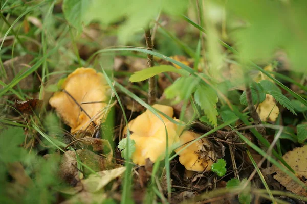 Paddenstoelen Het Bos — Stockfoto