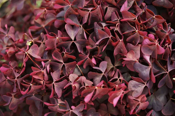 Фиолетовые Листья Кустах Фоне Сада — стоковое фото