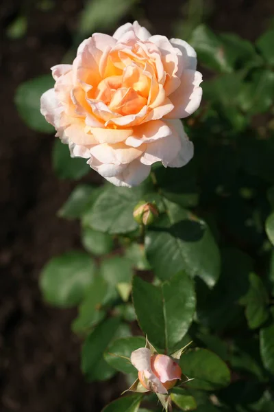 Naranjas Floreciendo Rosas Exuberantes Fondo Del Patio — Foto de Stock