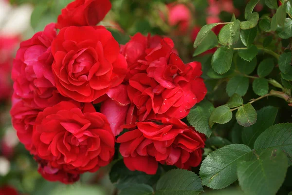 Rood Verbazingwekkende Weelderige Rozen Struiken Tuin Achtergrond — Stockfoto