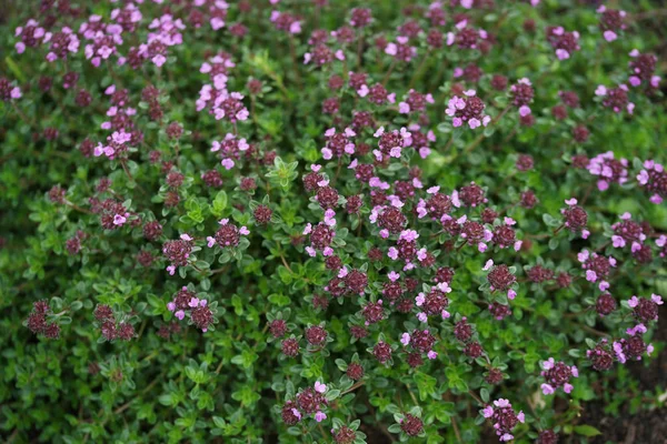 庭で草の中の花を咲かせ — ストック写真