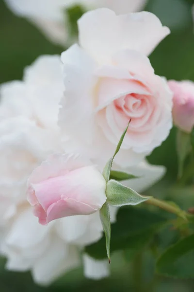Зелені Кущі Красивими Квітучими Білими Трояндами Садовому Фоні — стокове фото