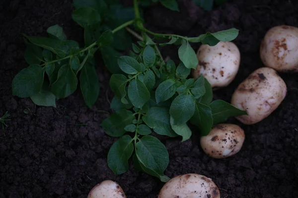 Patata Sobre Terreno — Foto de Stock