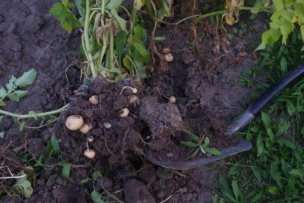 Ernte Der Jungen Kartoffeln Hautnah — Stockfoto