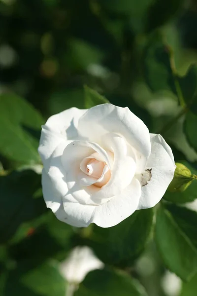 Flor Blanca Rosa Fondo Del Jardín —  Fotos de Stock