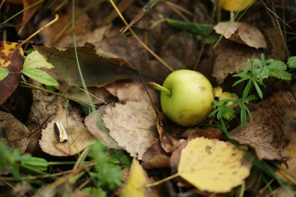 Jesienne Liście Jabłko Lesie — Zdjęcie stockowe