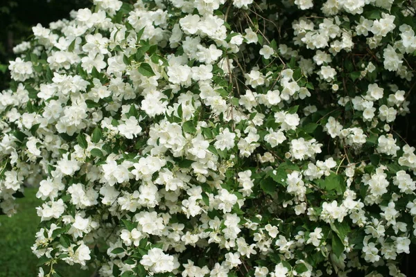 White Blooming Bushes Fragrant White Jasmine — Stok fotoğraf