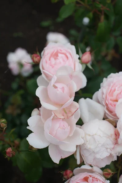 Ανθίζοντας Όμορφα Ροζ Τριαντάφυλλα Πράσινο Φόντο Θάμνους — Φωτογραφία Αρχείου